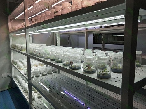 禅城植物组织培养实验室设计建设方案